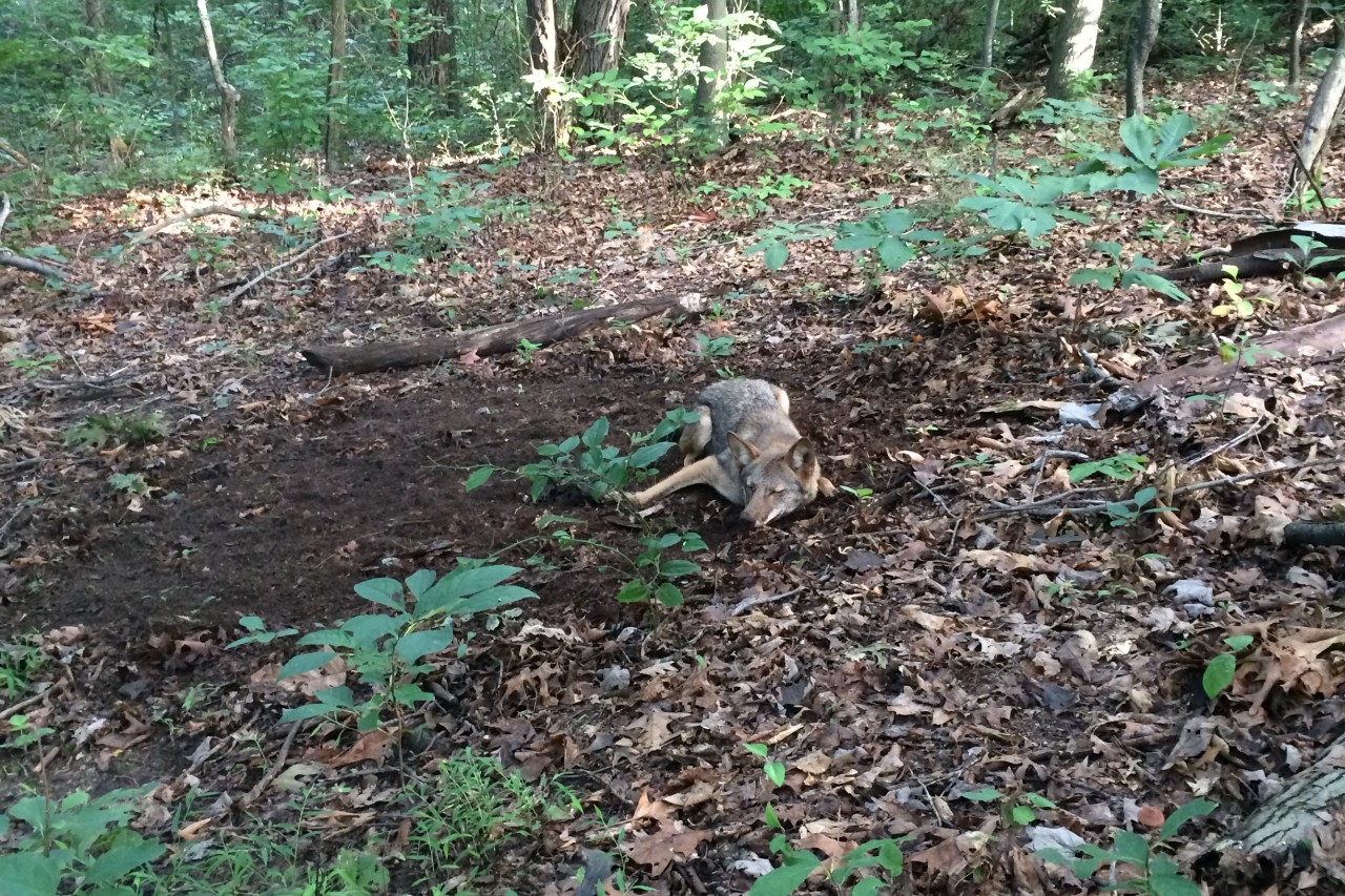 Coyotes in Star City