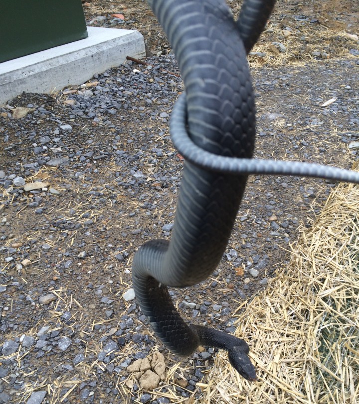Snake Sticks